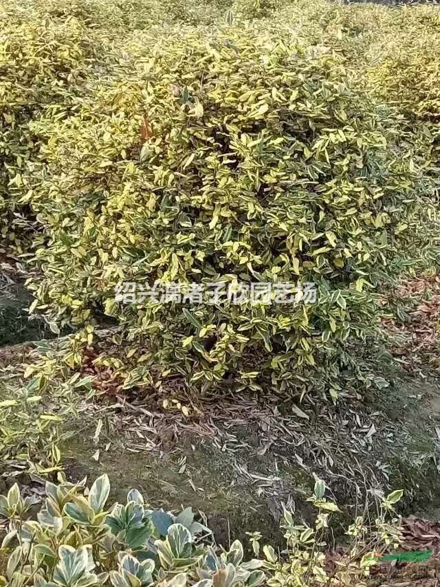 精品金邊無禿子球 冠副80厘米至1米8