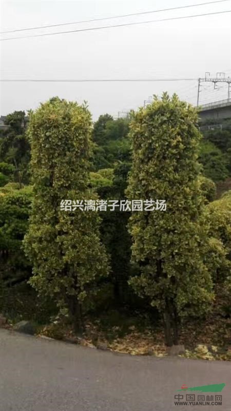 精品造型金邊黃楊柱子  冠副60厘米至1.5米 