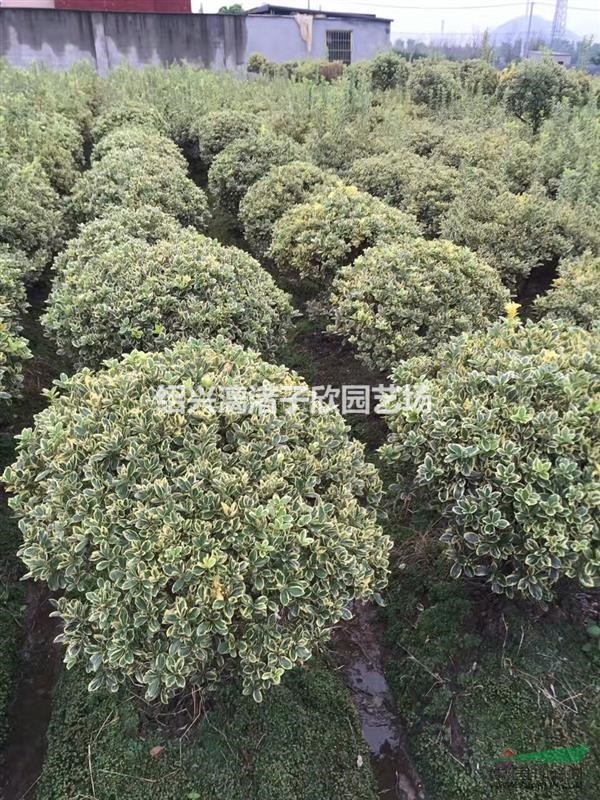 精品金邊黃楊球 冠副80厘米到2米