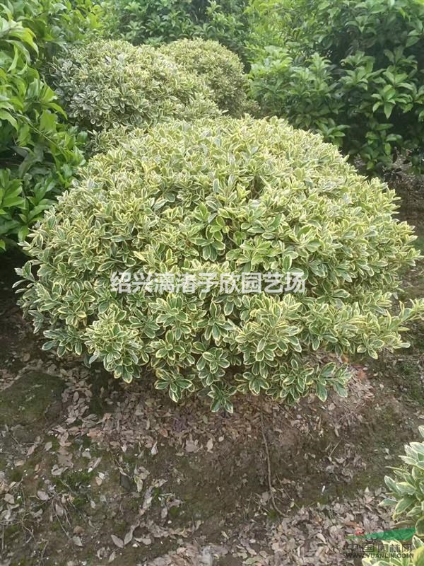 精品金邊黃楊球 冠副80厘米到2米