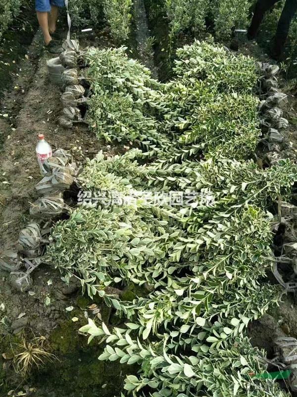 大量金邊黃楊小毛球 冠副30到40 精品苗