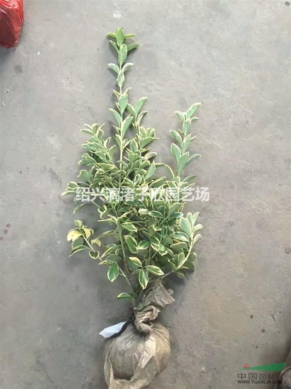 大量金邊黃楊小毛球 冠副30到40 精品苗
