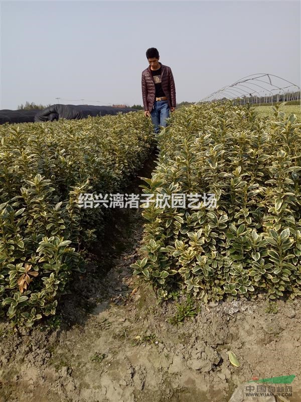 金邊黃楊地栽小苗 高度30厘米至50厘米