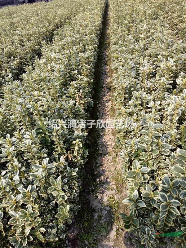 金邊黃楊地栽小苗 高度30厘米至50厘米