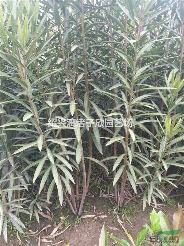 精品夾竹桃1到20叉