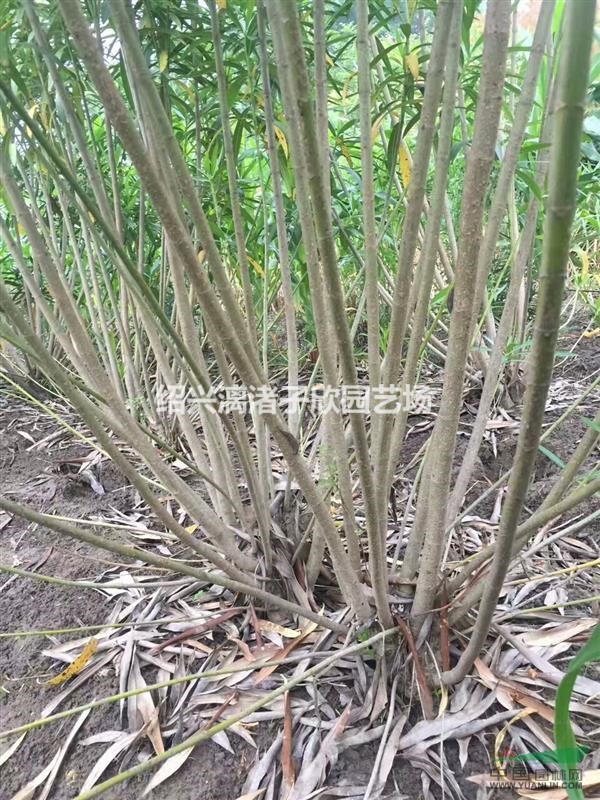 精品夾竹桃1到20叉