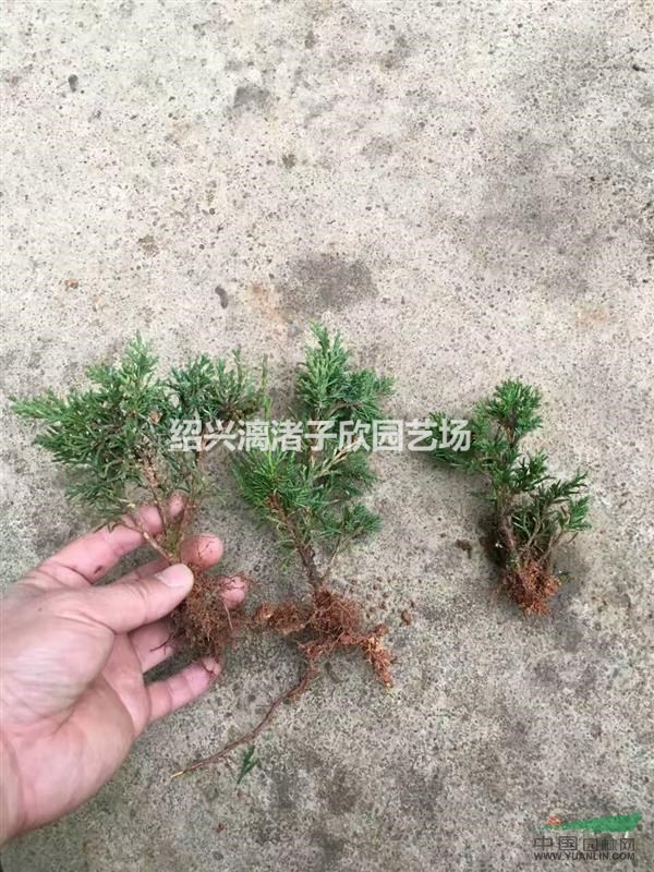 精品濟(jì)州真柏一年苗 高度15公分左右