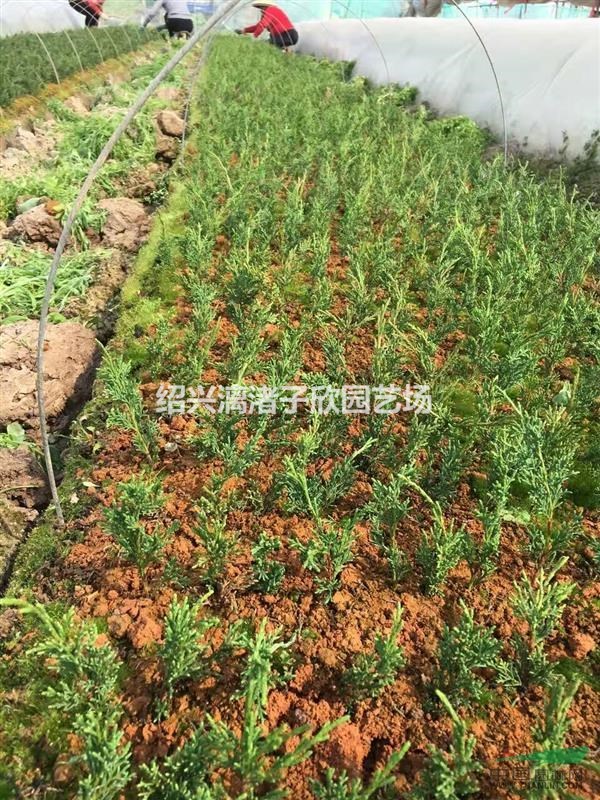 精品濟(jì)州真柏一年苗 高度15公分左右