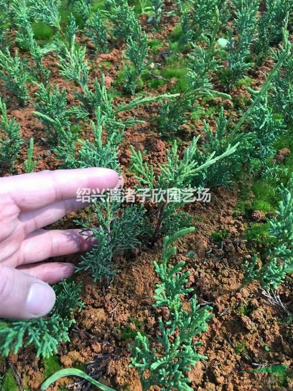 精品濟(jì)州真柏一年苗 高度15公分左右