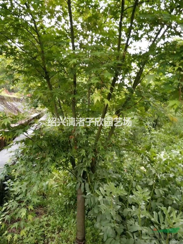 大量精品雞爪槭7到12公分