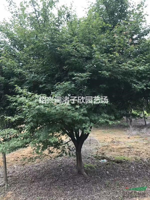 大量精品雞爪槭7到12公分