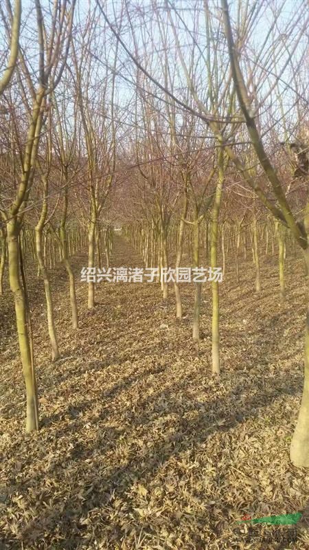 大量精品雞爪槭 2至6公分