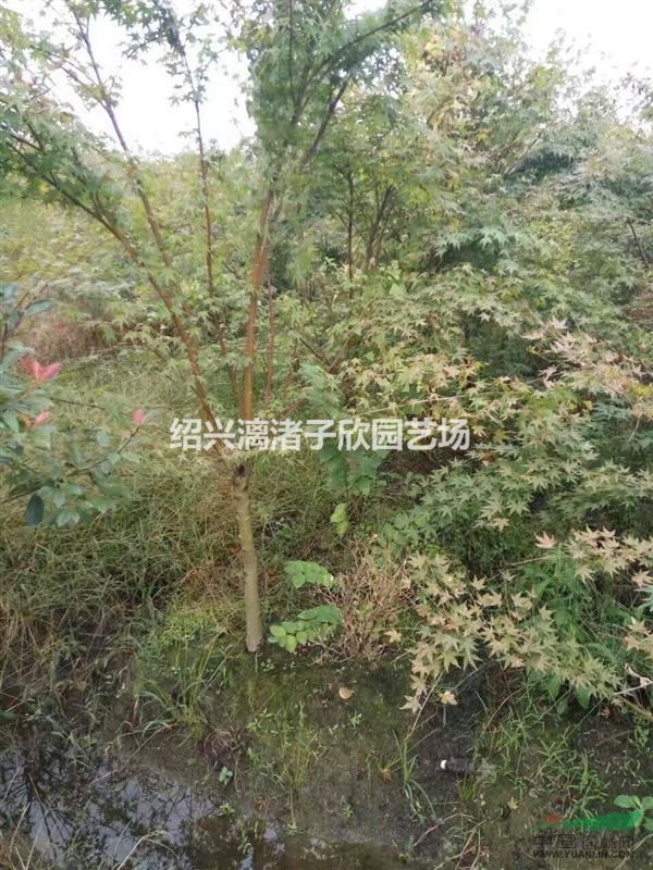 大量精品雞爪槭 2至6公分