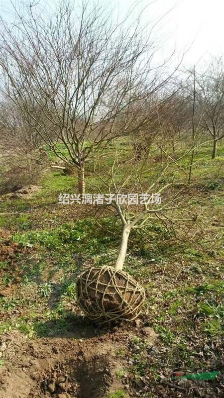 大量精品雞爪槭 2至6公分