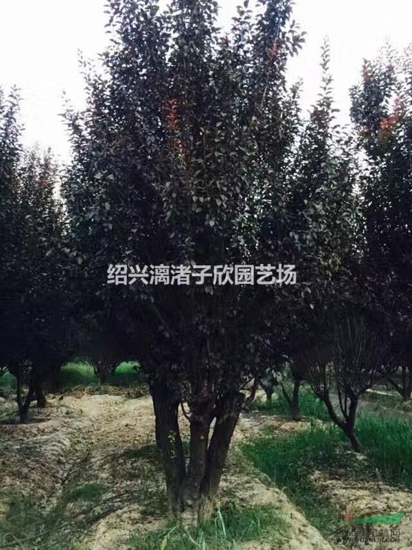 大量精品叢生紅葉李 冠副1.5米至3米