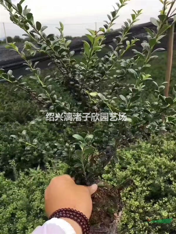 精品大杯龜甲冬青 高度30-35厘米 冠副25厘米
