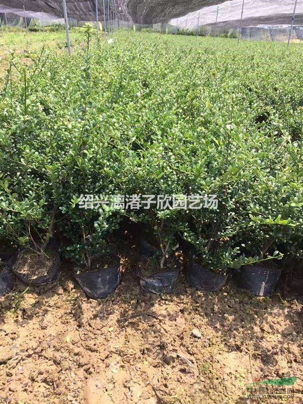 精品大杯龜甲冬青 高度30-35厘米 冠副25厘米