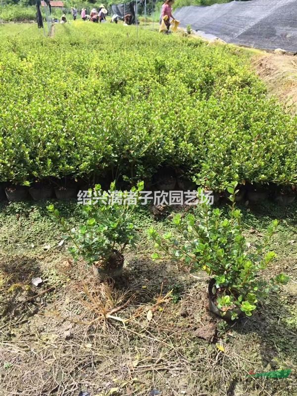 精品大杯紫鵑 高度30厘米冠副25厘米