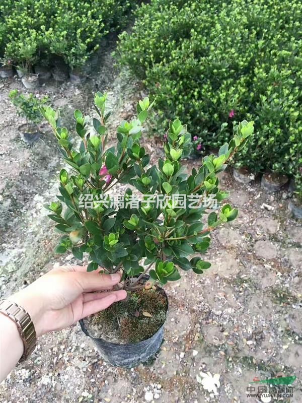 精品大杯紫鵑 高度30厘米冠副25厘米