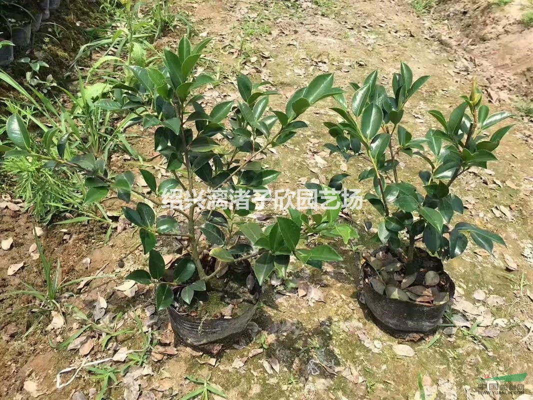 精品茶梅大杯苗