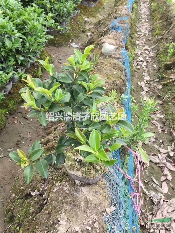 精品茶梅大杯苗