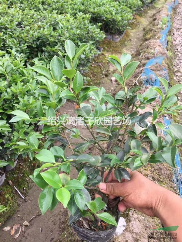 精品茶梅大杯苗