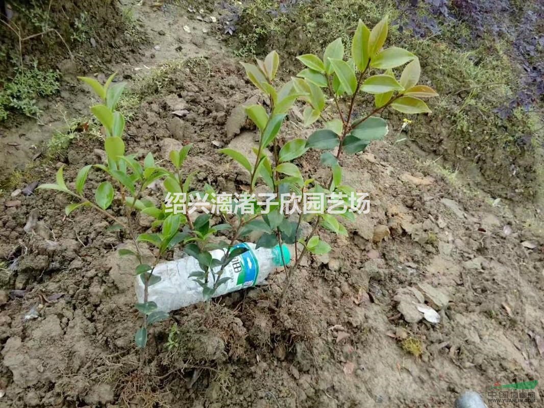 精品茶梅地栽小苗 