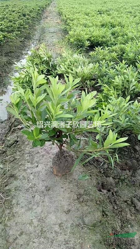 精品地栽毛鵑小毛球  高度35厘米 冠副30厘米