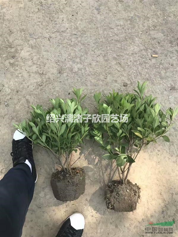 精品地栽毛鵑小毛球  高度35厘米 冠副30厘米