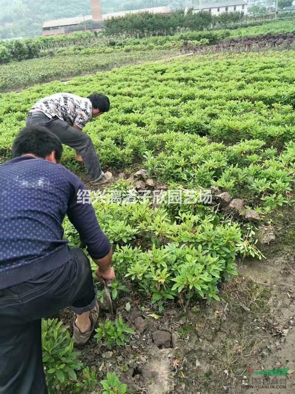 精品地栽毛鵑小毛球  高度35厘米 冠副30厘米