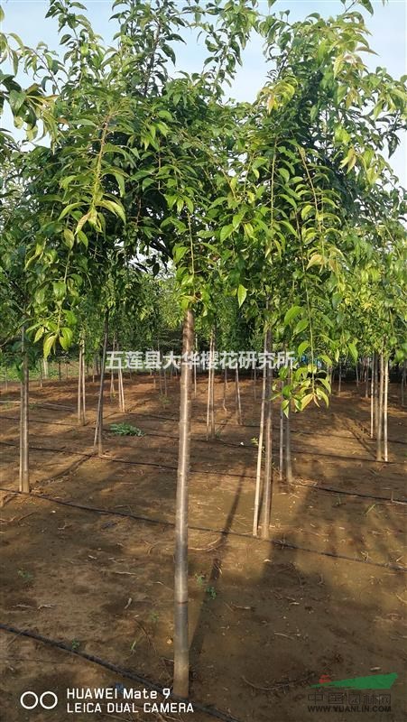 高桿菊枝垂櫻