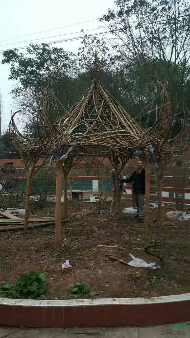 紫薇造型樹