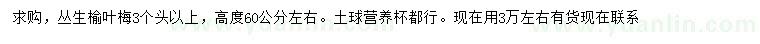 求購(gòu)高60公分左右叢生榆葉梅
