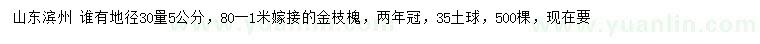 求購地徑30量5公分金枝槐