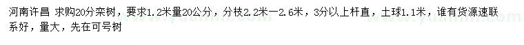 求購1.2米量20公分欒樹