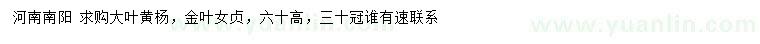 求購高60公分大葉黃楊、金葉女貞
