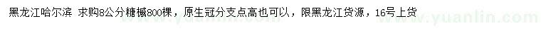 求購8公分糖槭