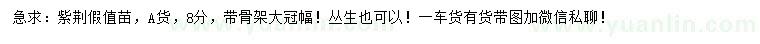 求購8公分紫荊假值苗