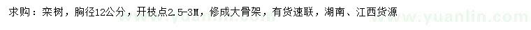 求購胸徑12公分欒樹
