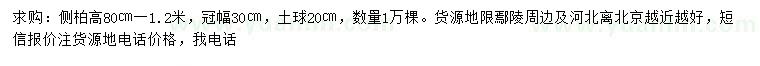 求購高80-120公分側(cè)柏
