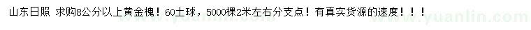 求購8公分以上黃金槐