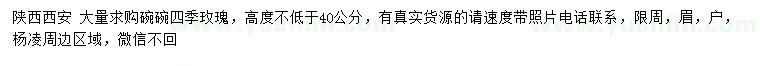 求購高度40公分以上四季玫瑰