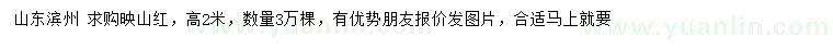 求購(gòu)高2米映山紅