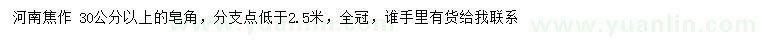 求購30公分以上皂角