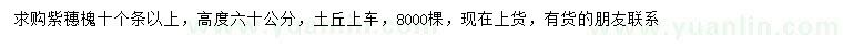 求購高60公分紫穗槐