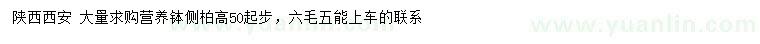 求購(gòu)高50公分起步側(cè)柏