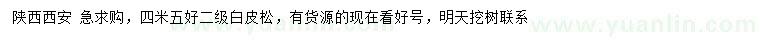 求購4.5米白皮松