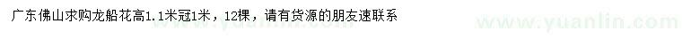求購(gòu)高1.1米龍船花
