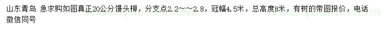 求購20公分饅頭柳