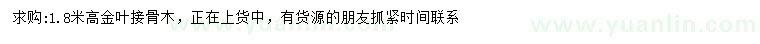 求購(gòu)高1.8米金葉接骨木